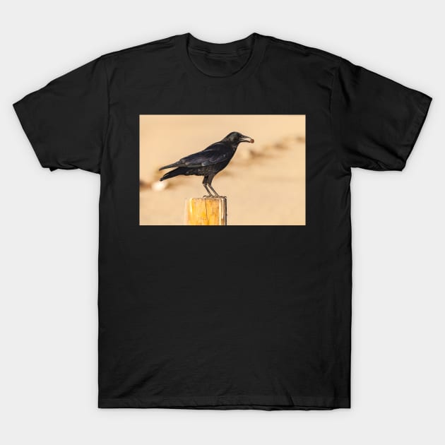 American Crow T-Shirt by jvnimages